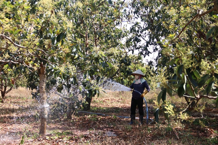 Bón phân định kỳ vào mùa rụng lá, sau khi thu hoạch và trong mùa khô để đảm bảo cây bơ có đủ dinh dưỡng cần thiết. 