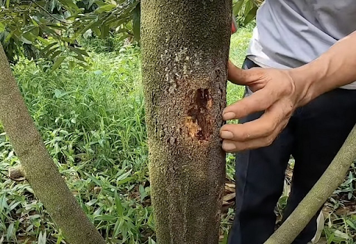 Cách trị nấm Phytophthora: Nấm Phytophthora là gì?