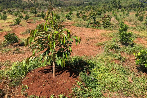 Cây sầu riêng con đang trong giai đoạn phát triển