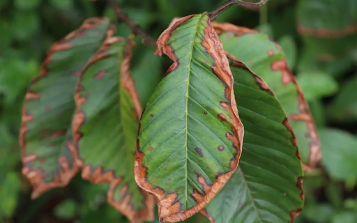 Biện pháp phòng trị cây tiêu bị cháy lá