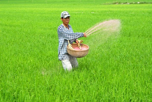 Biện pháp phòng trừ bệnh hại lúa hiệu quả
