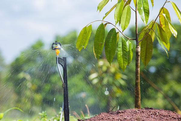 Cây sầu riêng cần lượng nước tưới cho cây sầu riêng như thế nào?