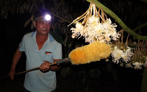 Kỹ thuật thụ phấn bổ sung cho sầu riêng xổ nhụy gặp mưa