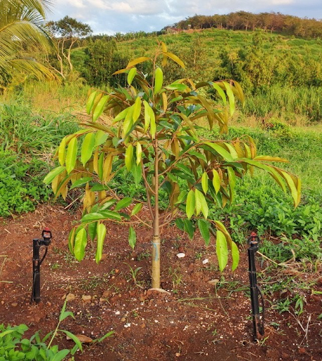 Cây sầu riêng con đang trong giai đoạn phát triển