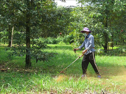 Chăm sóc sầu riêng khi xổ nhụy: Phòng trừ sâu bệnh