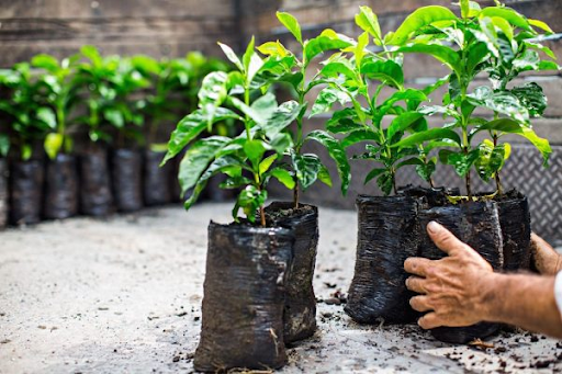 Cách trồng cây cà phê tại nhà: Gieo trồng hạt giống 