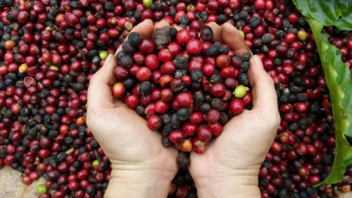 Cách trồng cây cà phê tại nhà: Thu hoạch cà phê