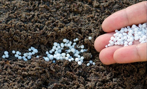 Cách khắc phục nguyên nhân sầu riêng dày vỏ