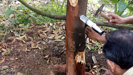 Cách trị nấm Phytophthora hiệu quả cho cây sầu riêng