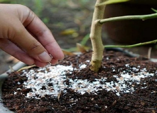 Sử Dụng Vỏ Trứng