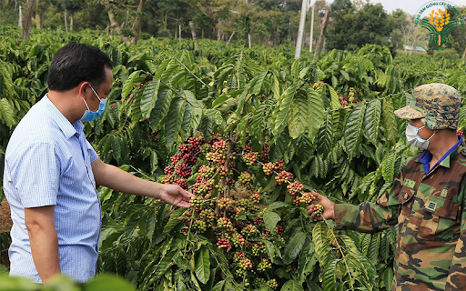 Lợi ích của việc khoảng cách trồng cà phê dây hợp lý