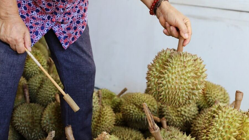 Lưu ý khi thực hiện cách gõ sầu riêng già