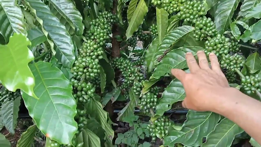 Kỹ thuật trồng cà phê thả đọt là gì?