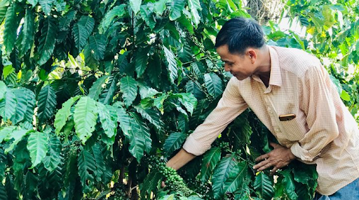 Ưu điểm nổi bật của kỹ thuật trồng cà phê thả đọt