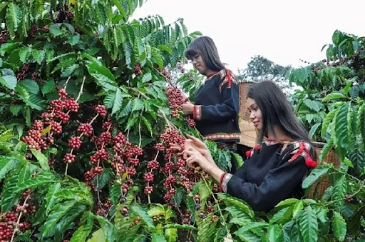 Cách thực hiện kỹ thuật trồng cà phê thả đọt hiệu quả