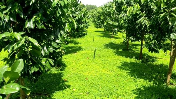 Hệ thống tưới cây ăn quả