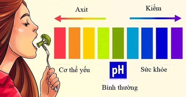 Sự cân bằng giữa axit và kiềm trong cơ thể
