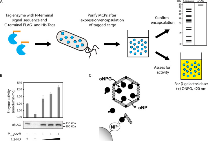 xet-nghiem-protein-bradford-la-gi