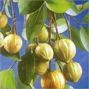 Quả bứa khô | Trái bứa | địa chỉ bán quả bứa khô giảm cân