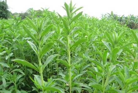 cây cỏ ngọt