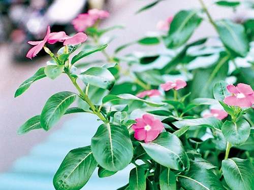 Cây dừa cạn | công dụng cây dừa cạn | địa chỉ bán dừa cạn khô