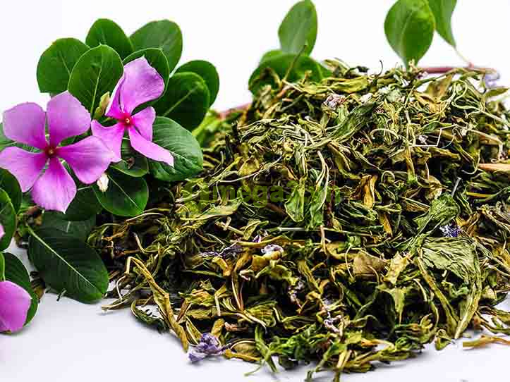 Cây dừa cạn | công dụng cây dừa cạn | địa chỉ bán dừa cạn khô