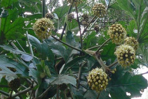 Cây thông thảo | địa chỉ bán thông thảo lợi sữa