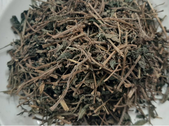 Cây thuốc dòi thân tím, tác dụng cây thuốc dòi, địa chỉ bán cây thuốc dòi