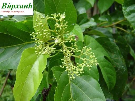 Cây vọng cách | Địa chỉ bán vọng cách khô | Bọng cách | Lá cách