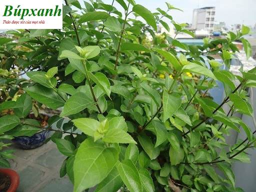 Cây vọng cách | Địa chỉ bán vọng cách khô | Bọng cách | Lá cách