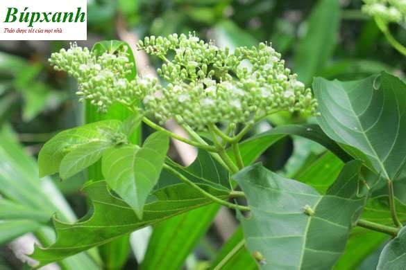 Cây vọng cách | Địa chỉ bán vọng cách khô | Bọng cách | Lá cách