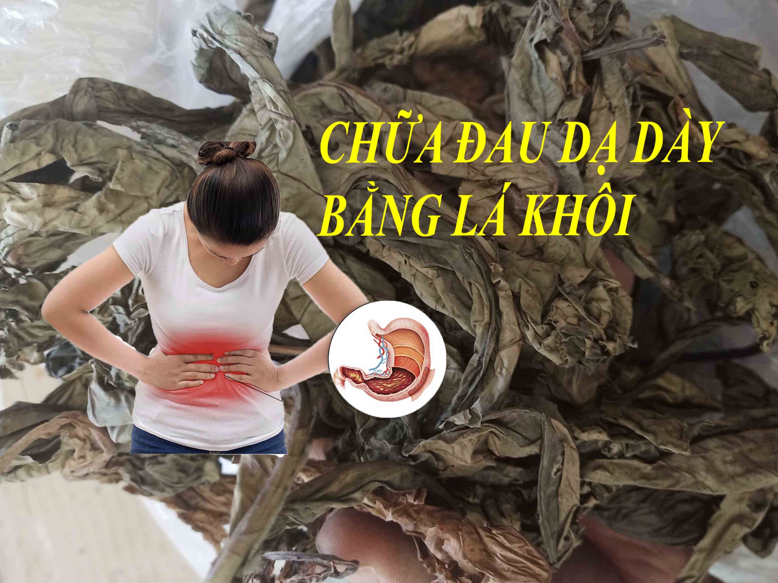 Lá khôi | Cây khôi nhung | Lá khôi tía | Cây săng xê | địa chỉ bán lá khôi chữa đau dạ dày, bao tử