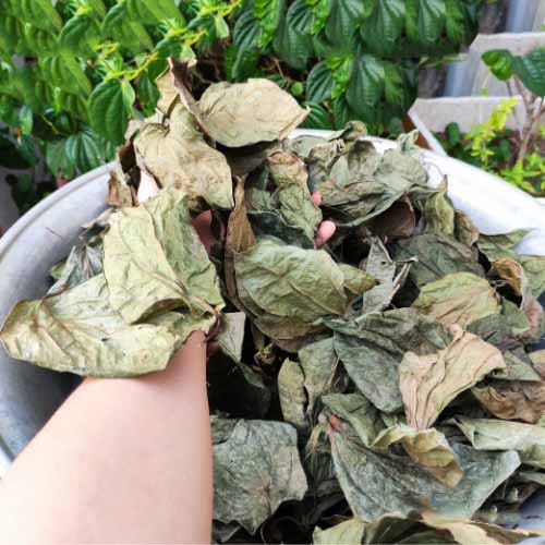 Lá trầu không | Địa chỉ bán lá trầu không | Công dụng, tác dụng chữa vảy nên, viêm gia cơ địa