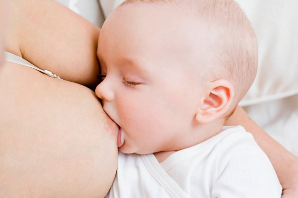 Trà Vằng - Cây Chè Vằng sử dụng làm lợi sữa, địa chỉ bán chè vằng