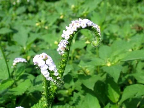 Cây vòi voi | Địa chỉ bán cây vòi voi