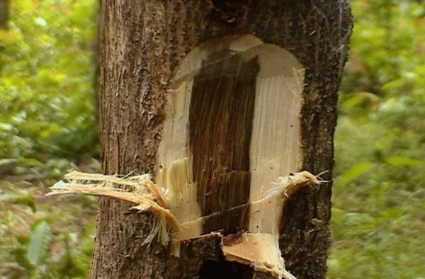 Thân gỗ Đàn Hương
