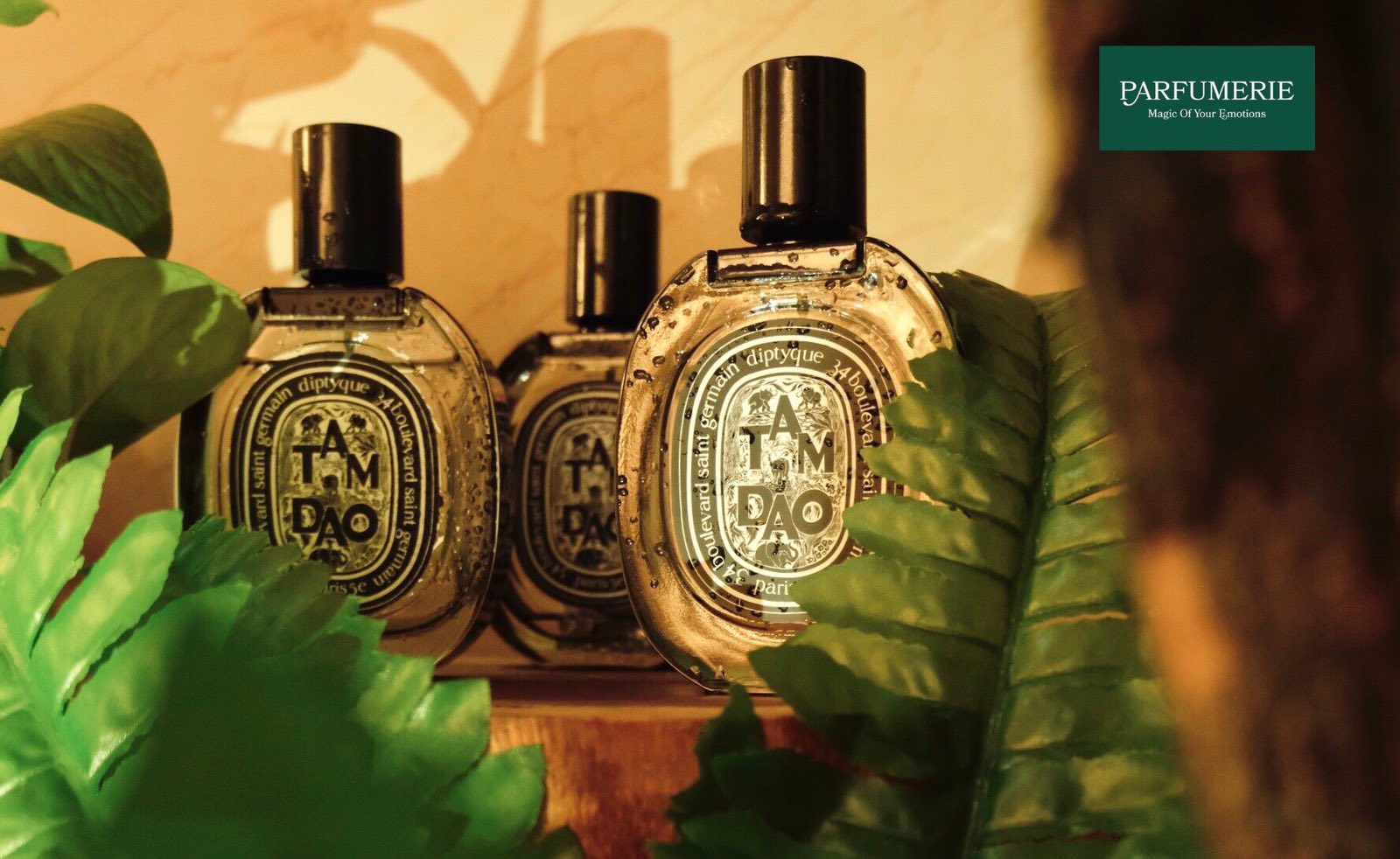 Nước hoa unisex Diptyque Tam Dao - một mùi hương gỗ phóng khoáng, tự do và mang đôi nét gì đó bí ẩn