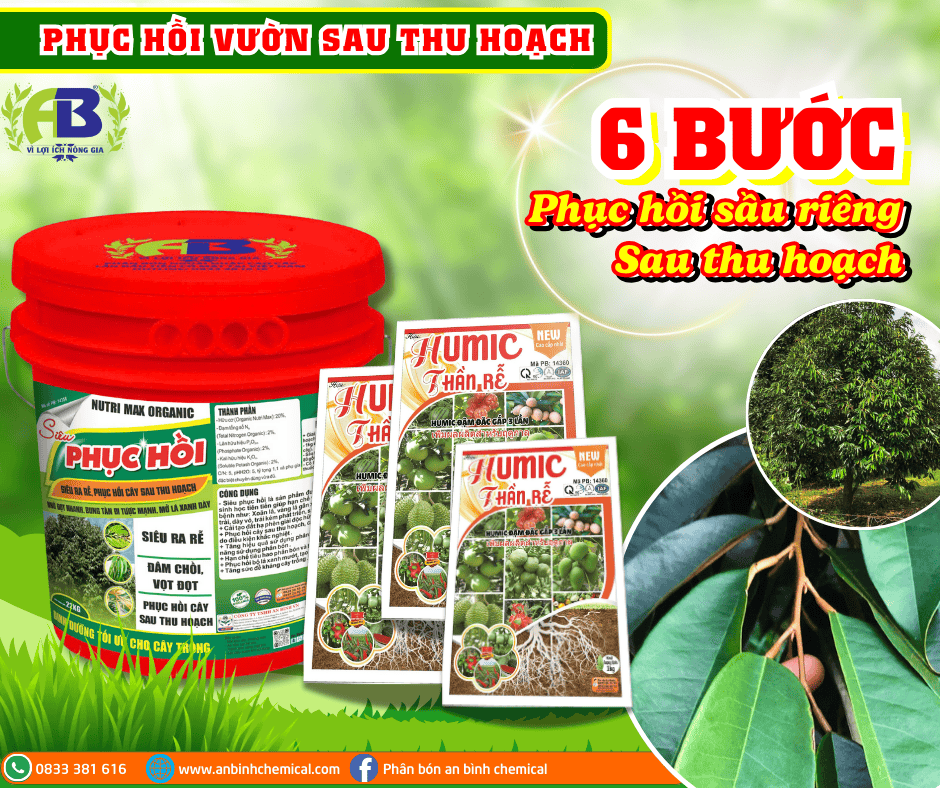 BÍ QUYẾT PHỤC HỒI SẦU RIÊNG SAU THU HOẠCH BÍ QUYẾT PHỤC HỒI SẦU RIÊNG SAU THU HOẠCH