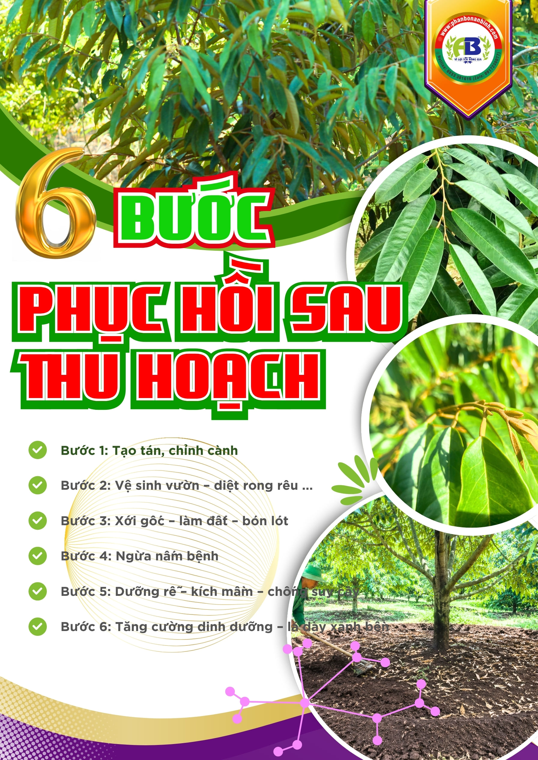 Quy trình 6 bước phục hồi sầu riêng 
