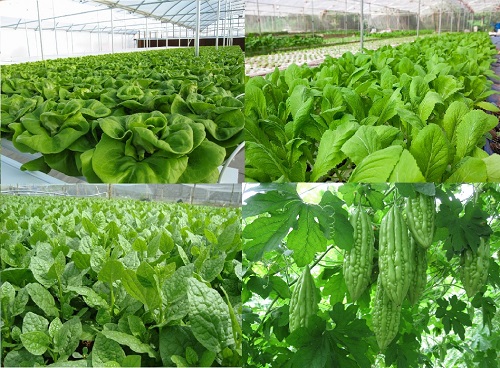 Sử dụng phân bón hữu cơ – Hướng đi cho một nền nông nghiệp sạch