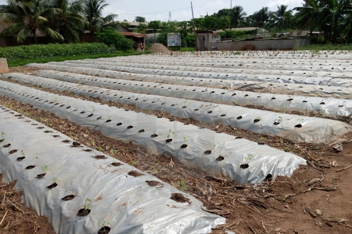 6 công dụng tuyệt vời của màng phủ nông nghiệp trong trồng trọt BAO BÌ NHỰA TẤN TÀI - Nhà Máy Sản Xuất Và Xuất Khẩu Bao Bì Nhựa, Túi nilon