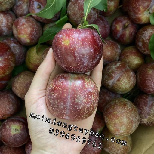Mận hậu Yên Châu (1kg)
