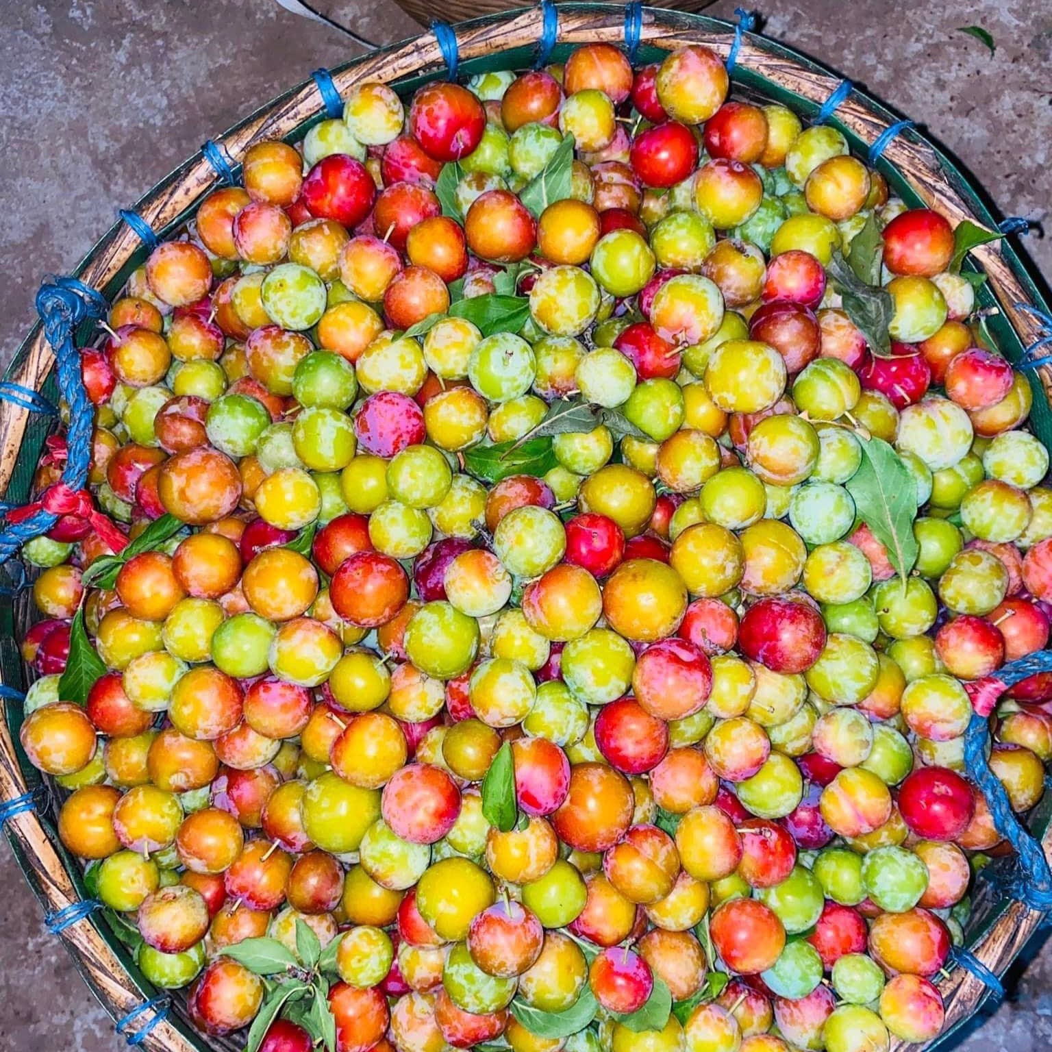 Mận cơm Yên Châu, Sơn La