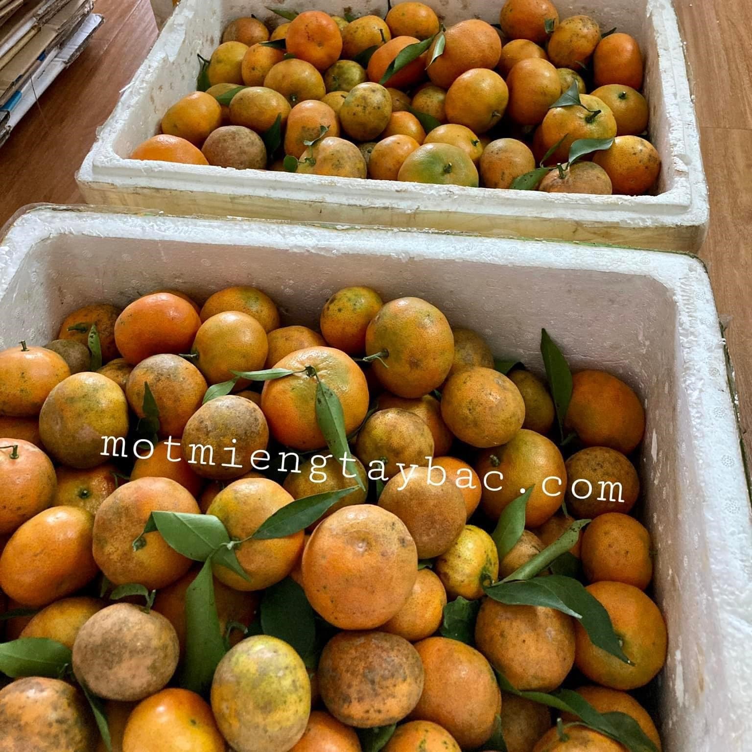 Cam canh Sơn La - loại 1 - ngọt đậm