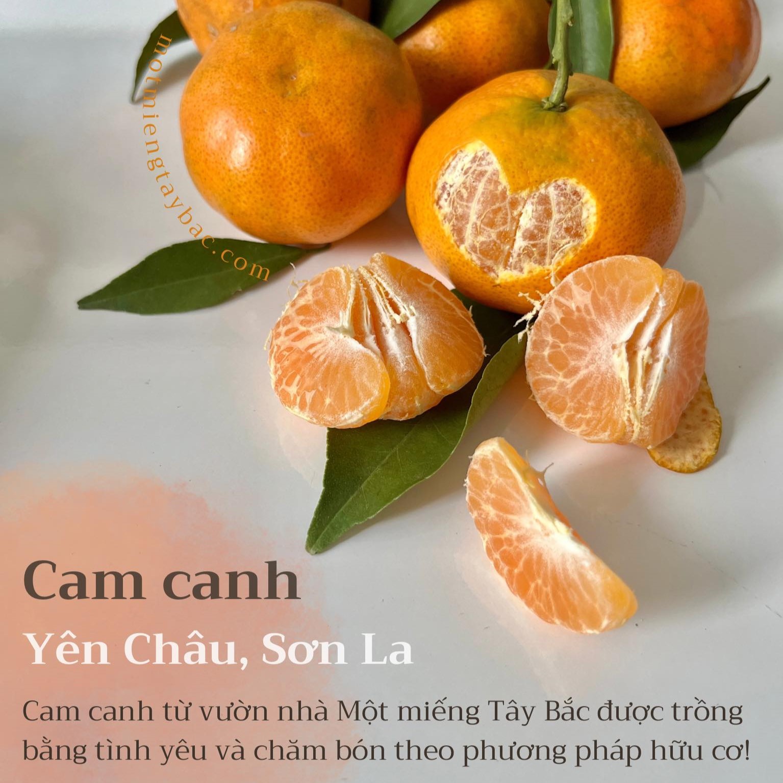 Cam canh Sơn La - loại 1 - ngọt đậm