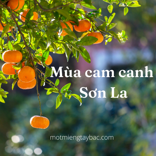 Cam canh Sơn La - loại 1 - ngọt đậm