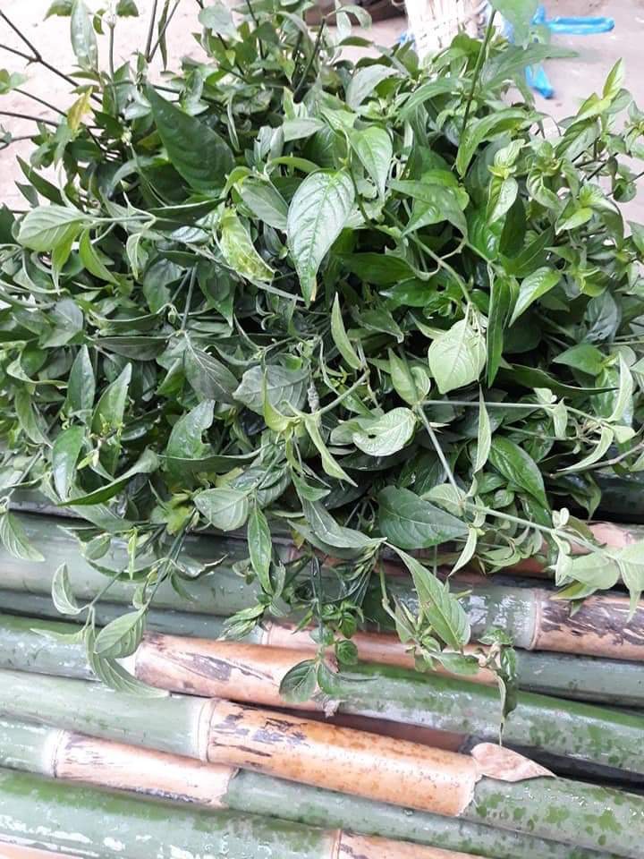 Khảu lam Tây Bắc