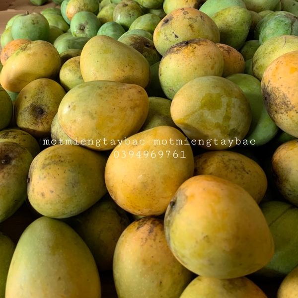 Xoài tròn Yên Châu - 1kg