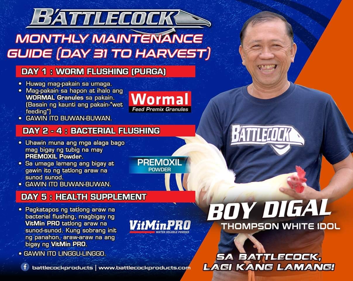 Hướng dẫn sức khỏe hàng tháng cho gà con của Battlecock