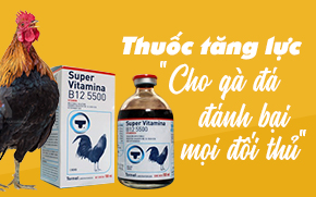 THUỐC GÀ ĐÁ CỦA BẢO STING CHUYÊN CUNG CẤP THUỐC ĐÁ CHẤT LƯỢNG CAO